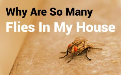 Why Are So Many Flies in My House: Common Causes and Solutions