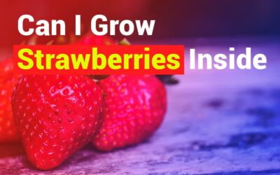 Can I Grow Strawberries Inside? Your Ultimate Guide to Indoor Strawberry Gardening