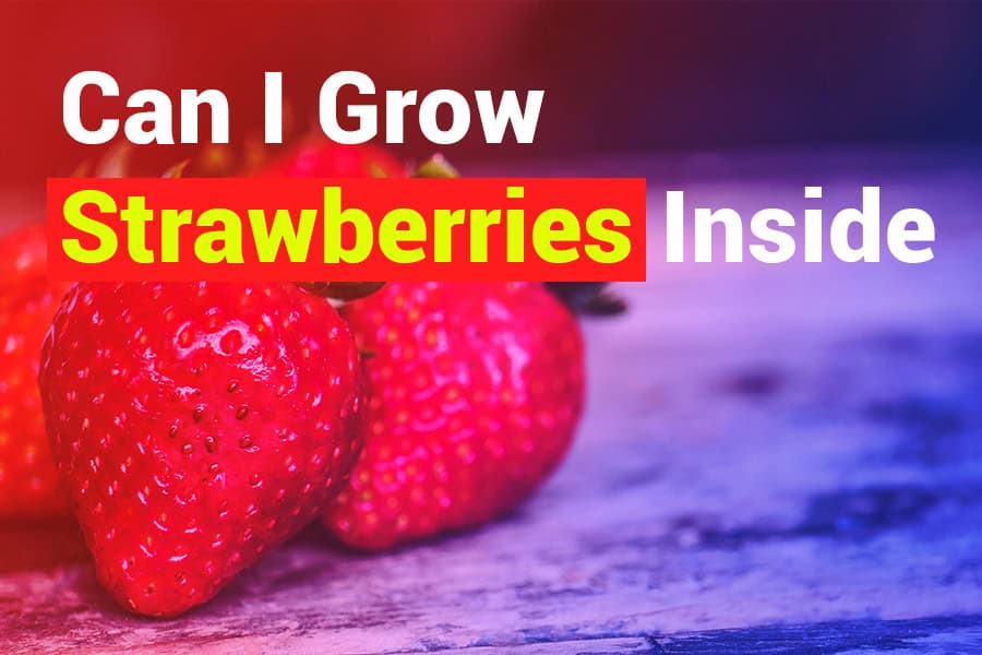 Can I Grow Strawberries Inside