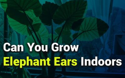 Can You Grow Elephant Ears Indoors: Guide for Thriving Indoor Plants