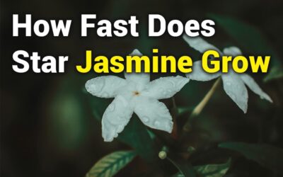 How Fast Does Star Jasmine Grow? A Complete Guide to Growth Rate and Tips”