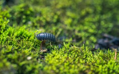 How to Get Rid of Rolly Pollies Inside the House: Easy Solutions