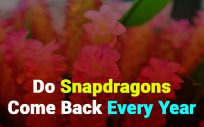 Do Snapdragons Come Back Every Year? What You Need to Know