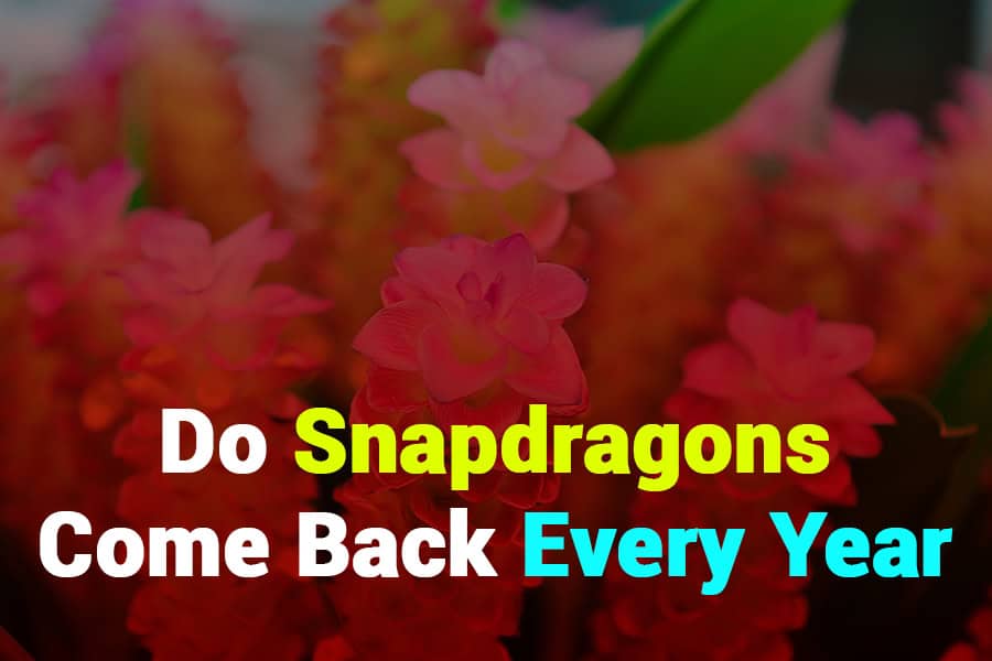 Do Snapdragons Come Back Every Year