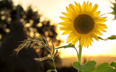 How Long Does It Take for a Sunflower to Bloom? Everything You Need to Know