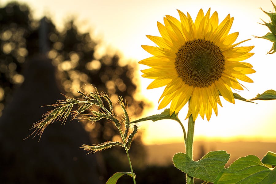 How Long Does It Take for a Sunflower to Bloom