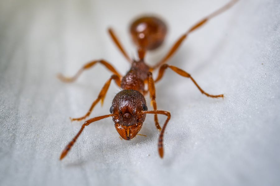 What Is the Fastest Way to Get Rid of Ants in the Kitchen
