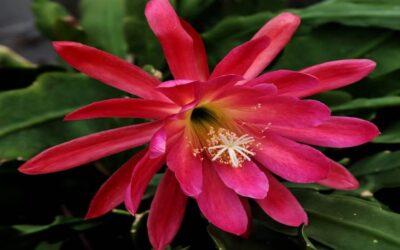 When Does Christmas Cactus Bloom? Tips to Make It Happen
