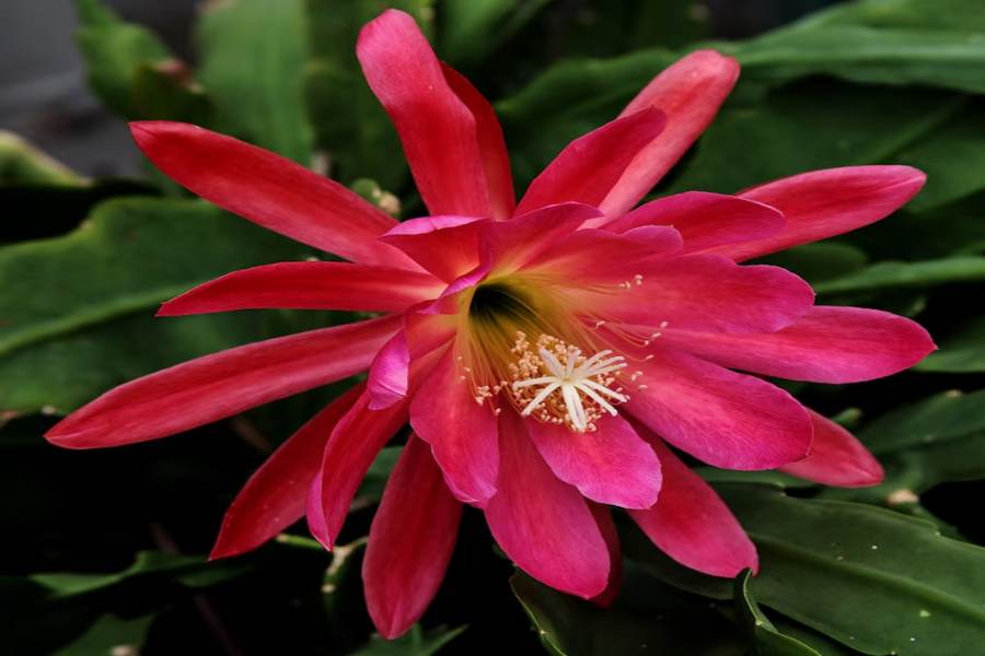 When Does Christmas Cactus Bloom