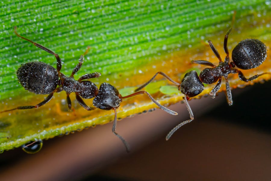 Can Little Black Ants Damage Your Home