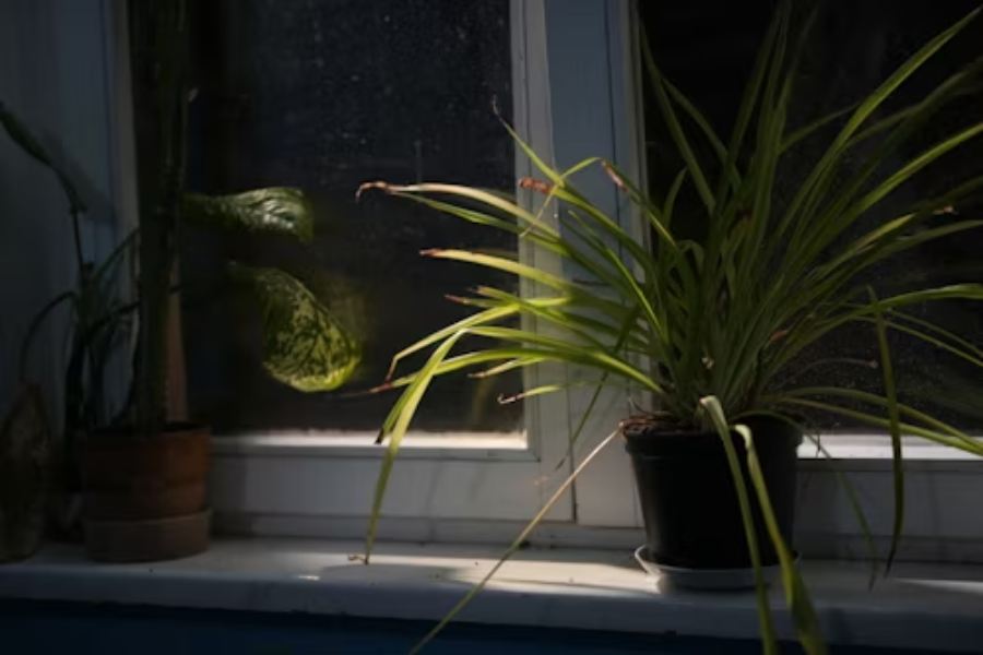 Do Spider Plants Like Direct Sunlight
