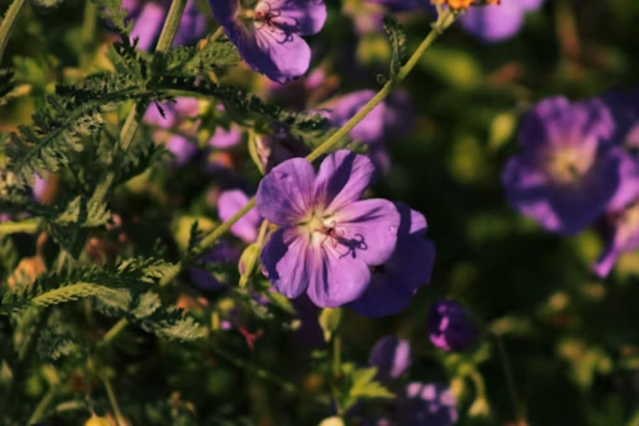 Is Geranium a Perennial