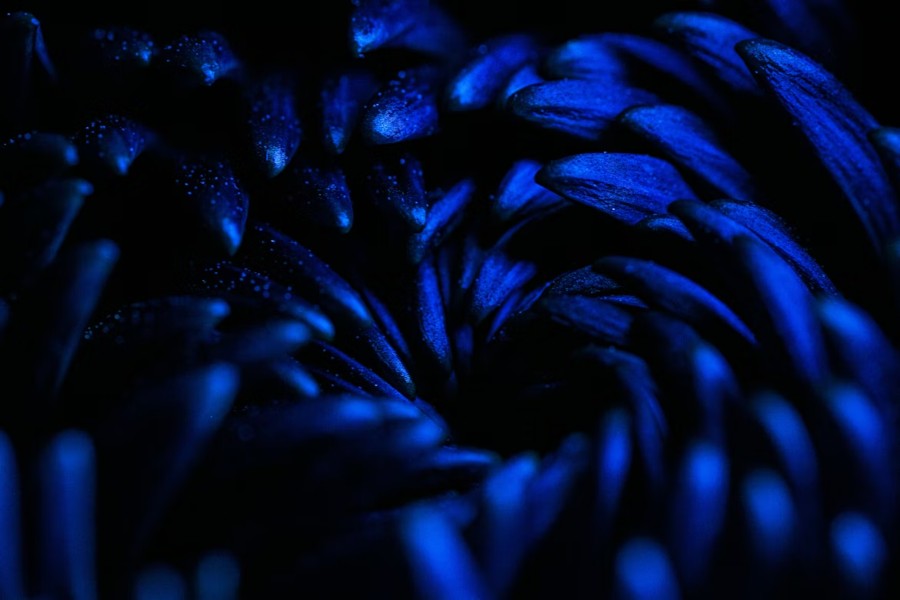 What Colors Go with Dark Blue